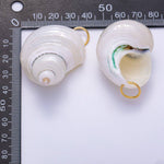 Load image into Gallery viewer, SUMMER 18K Gold Filled 48mm Freshwater Pearl Nautical Conch Sea Shell Charm

